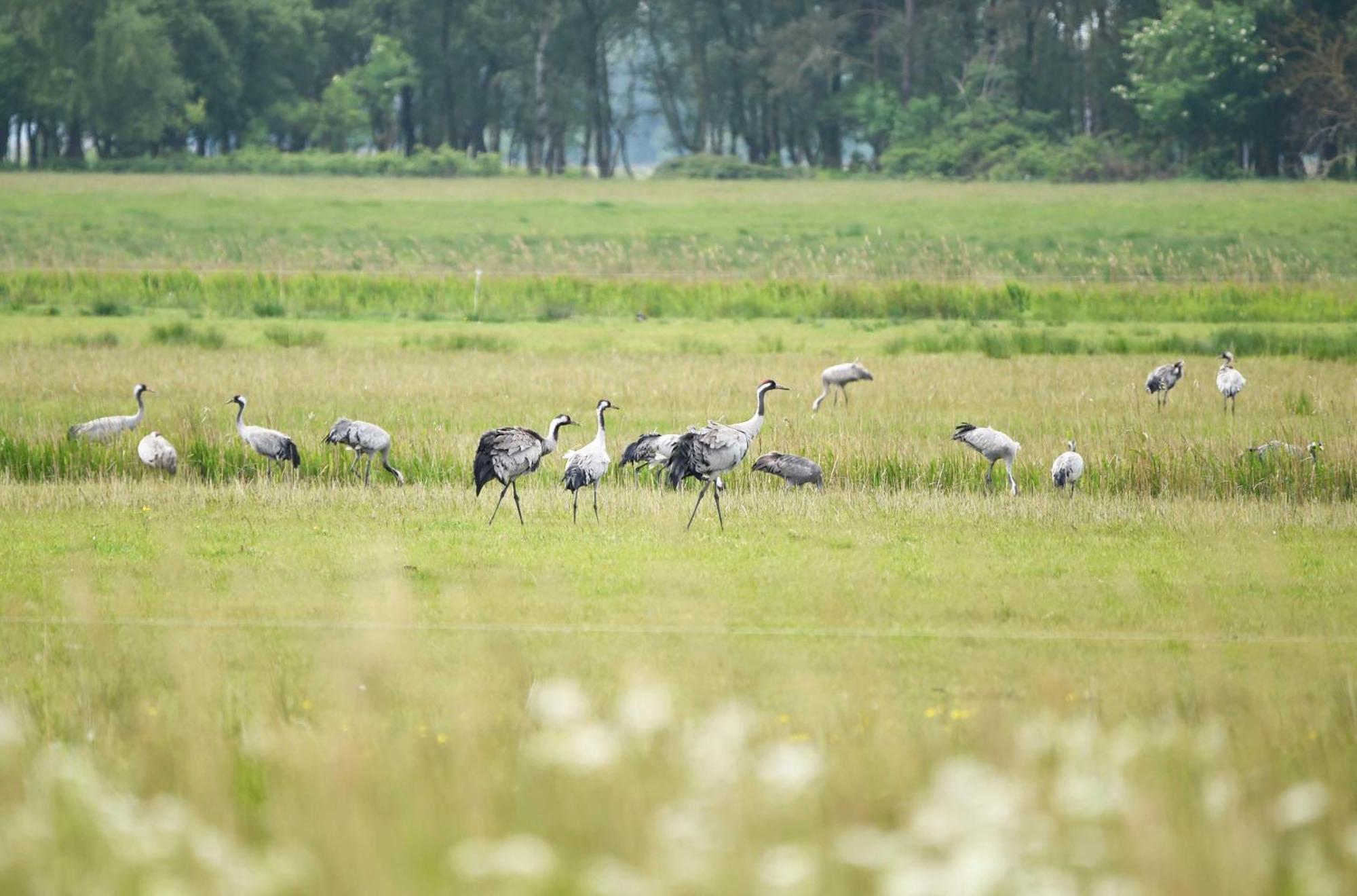 Wiesenkieker Am Ostseestrand วุสโทรว์ ภายนอก รูปภาพ